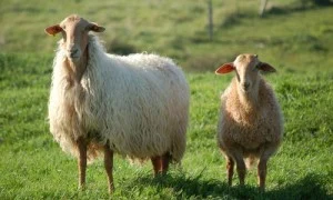 sheep相关阅读