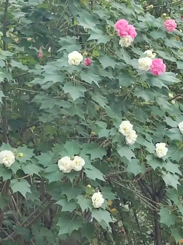 tie相关阅读
